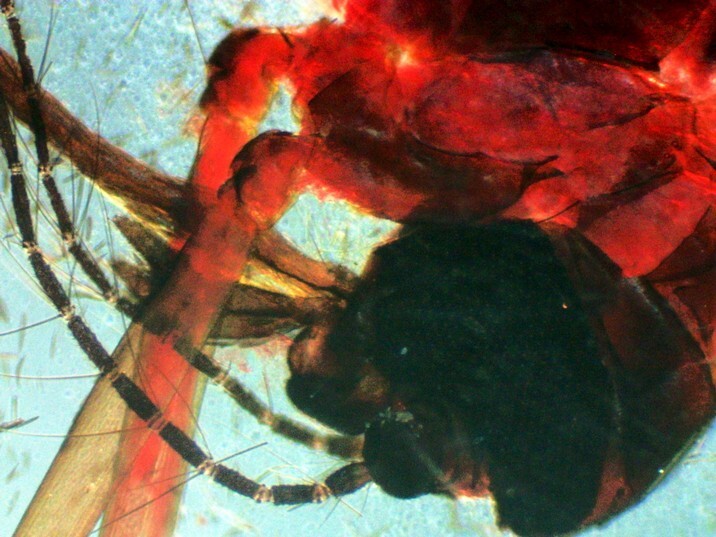 Aedes aegypti - Detalhe da cabeça e sangue