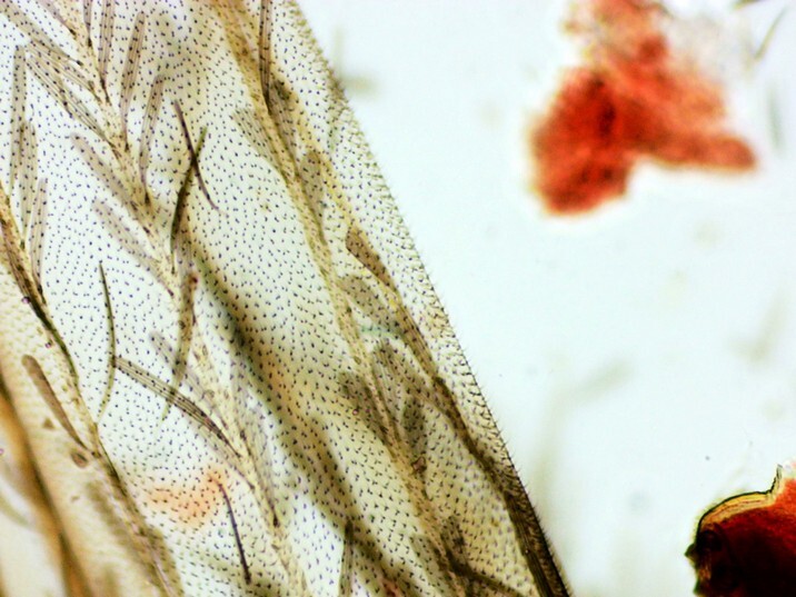 Aedes aegypti - Detalhe asa e sangue