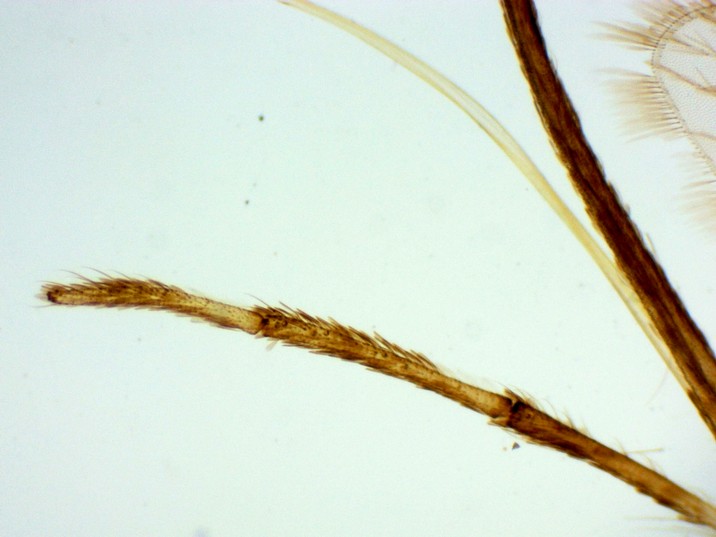 Aedes aegypti - Detalhe Prosbócida