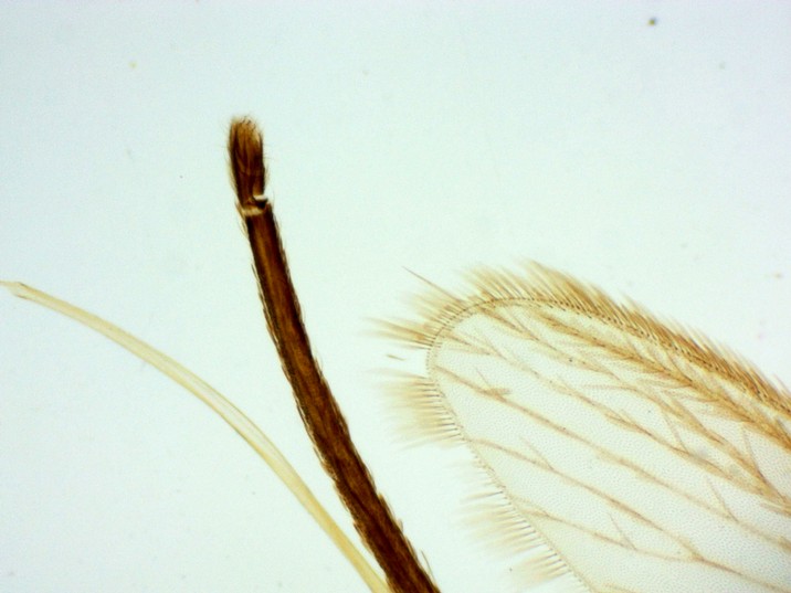 Aedes aegypti - Detalhe Prosbócida, asa