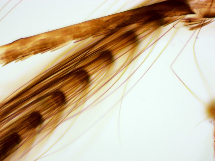 Aedes aegypti - Detalhe antena