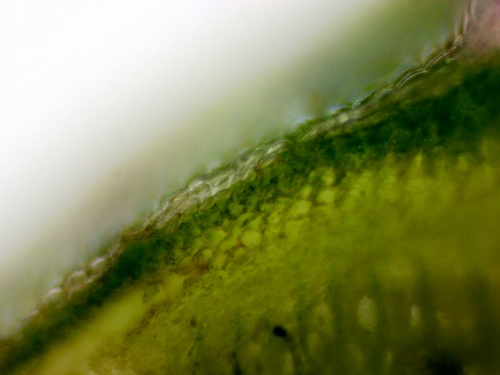 Mentha spicata - Hortelã Grande ou comum - pecíolo