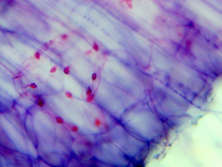 Mentha spicata - Hortelã Grande ou comum - células