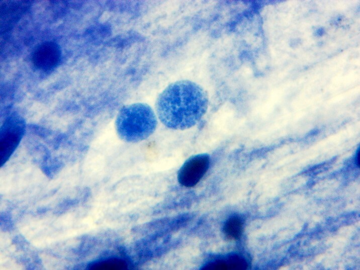 Mentha spicata - Hortelã Grande ou comum - células