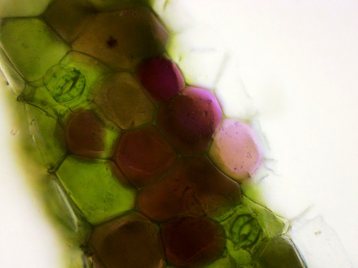 Tradescantia zebrina - Folha sem coloração - célula - Estômato
