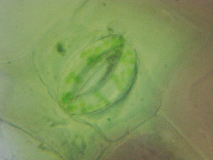 Tradescantia zebrina - Folha sem coloração - célula - Estômato