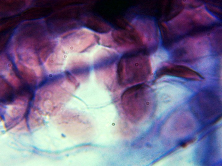 Tradescantia zebrina - Folha sem coloração - célula