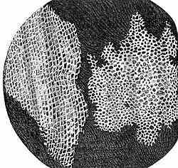 Célula de Cortiça de livro Micrografia de Robert Hooke