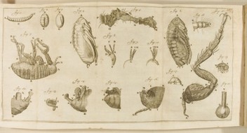 livro Arcana Naturae de Antonie van Leeuwenhoek