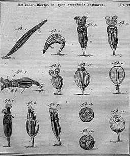 livro Arcana Naturae de Antonie van Leeuwenhoek
