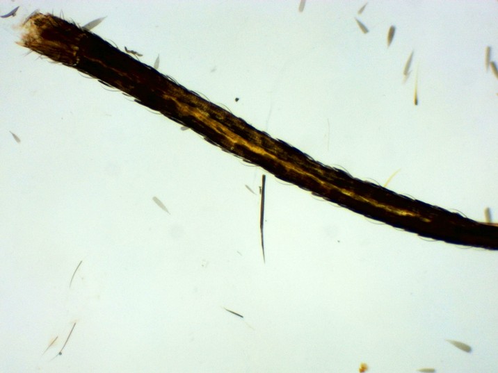 Aedes aegypti - Prosbócida