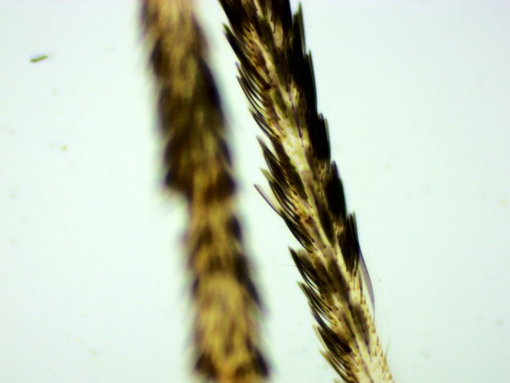 Aedes aegypti - Detalhe da Pata com escamas