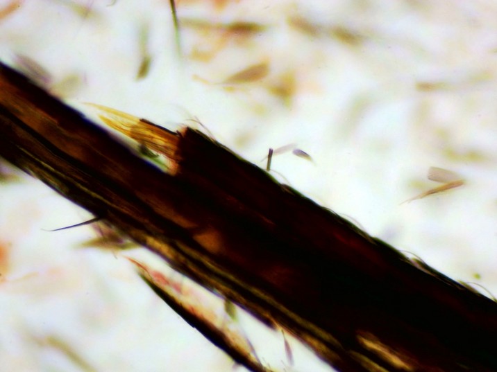 Aedes aegypti - Detalhe probosbócida