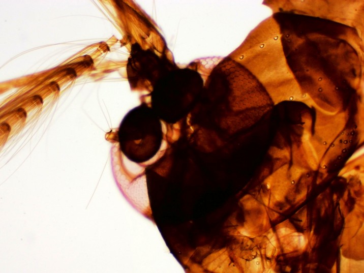 Aedes aegypti - Detalhe cabeça, antena e olho