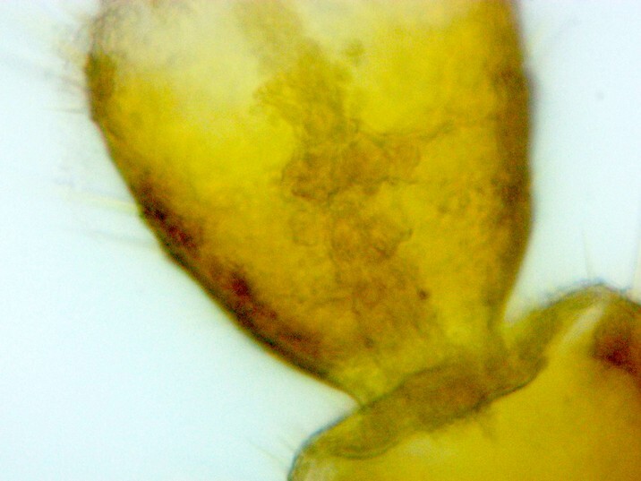 Cupim pequeno - Forma alada - Térmite