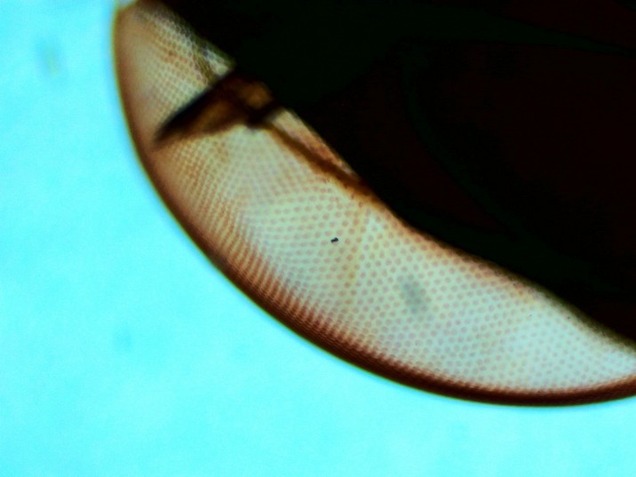 Olho Lepidóptera - Borboleta Inespecífica