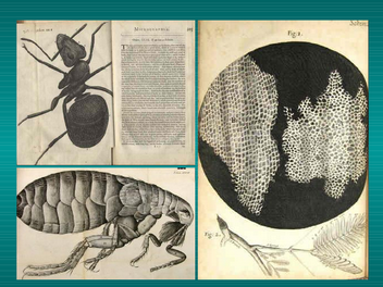 livro Micrografia de Robert Hooke